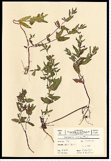 Scutellaria galericulata L.