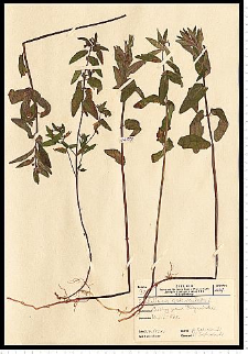 Scutellaria galericulata L.