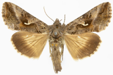 Autographa gamma