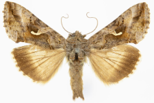 Autographa gamma