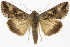 Autographa gamma