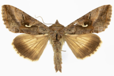 Autographa gamma