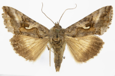 Autographa gamma