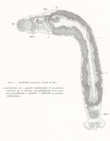 Sur la découverte d’un ectoparasite Amphibdella torpedinis dans le coeur des torpilles