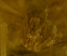 Mycetophilidae