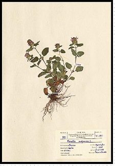 Prunella vulgaris L.