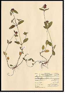 Prunella vulgaris L.