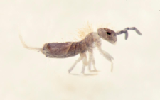 Entomobrya sp.