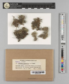 Cladonia alpestris (L.) Rabh.