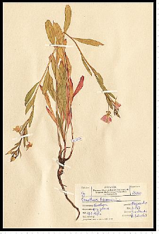 Oenothera biennis L.