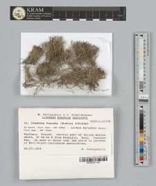 Cladonia furcata (Hudson.) Schrader