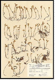 Sedum acre L.