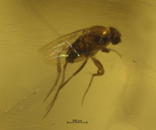 Phoridae