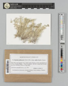 Cladonia arbuscula (Wallr.) Flot. subsp. mitis (Sandst.) Ruoss