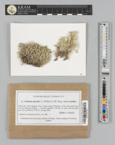 Cladonia uncialis (L.) Weber ex F.H. Wigg. subsp. uncialis