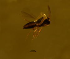 Hymenoptera