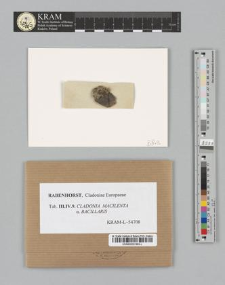Cladonia macilenta (Ehrh.) Hoffm. subsp. α. bacillaris (Ach.)