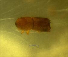 Coleoptera