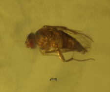 Phoridae