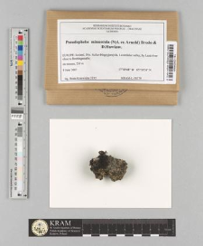 Pseudephebe minuscula (Nyl. ex Arnold) Brodo & D. Hawksw.