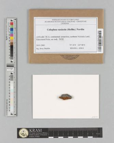 Caloplaca saxicola (Hoffm.) Nordin