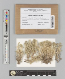 Cladonia arbuscula (Wallr.) Flot.