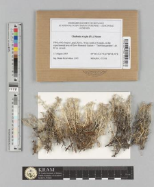 Cladonia stygia (Fr.) Ruoss