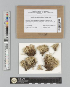 Cladonia uncialis (L.) Weber ex F.H. Wigg.