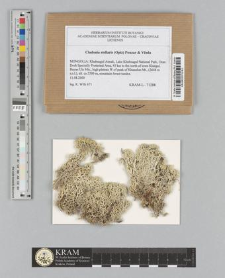 Cladonia stellaris (Opiz) Pouzar & Vězda
