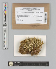 Nephromopsis cucullata (Bellardi) Divakar, A. Crespo & Lumbsch