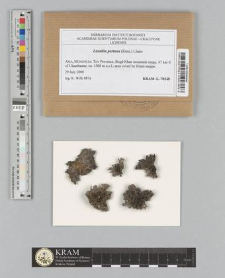 Lasallia pertusa (Rass.) Llano