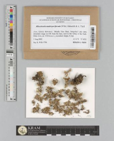 Allocetraria madreporiformis (With.) Kärnefelt & A. Thell,