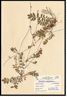 Potentilla anserina L.