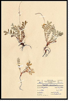 Potentilla anserina L.