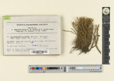 Aulacomnium turgidum (Wahlenb.) Schwaegr.