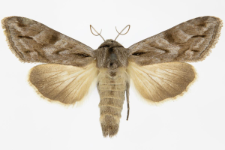 Cucullia fraudatrix