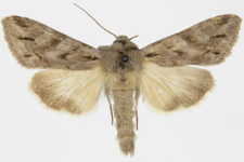 Cucullia fraudatrix