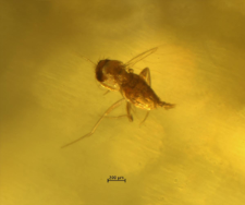 Diptera