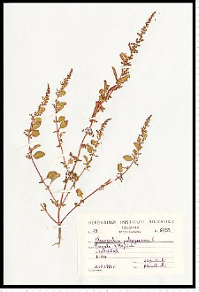 Chenopodium polyspermum L.