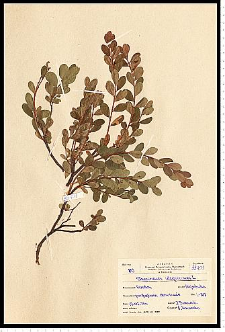 Vaccinium uliginosum L.