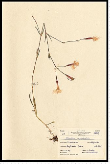 Dianthus speciosus Rchb.