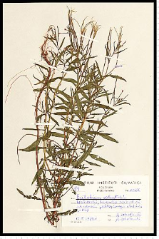 Epilobium palustre L.