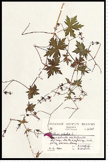 Geranium palustre L.