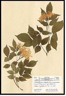 Sambucus nigra L.