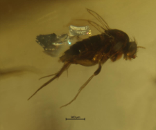 Phoridae