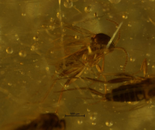 Mycetophilidae