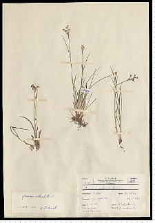 Juncus articulatus L. em. K. Richt.