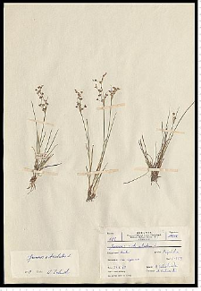 Juncus articulatus L. em. K. Richt.