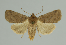 Conistra ligula (Esper, 1791)