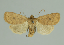 Conistra vaccinii (Linnaeus, 1761)